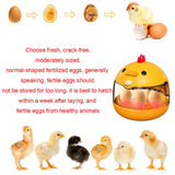
https://pawandcorazon.store › products › 1pc-smart-egg-incubator-for-poultry-chicken-duck-birds-digital-thermostat-control-high-hatch-rate-auto-turning-humidity-monitor-home-use-6-eggs-capacity
